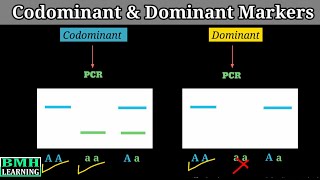 Codominant amp Dominant Markers [upl. by Alleinad]