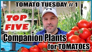 5 Best Companion Plants for Tomatoes for Maximum Yields and Healthy Plants amp 2 Plants Tomatoes Hate [upl. by Ahsiem796]