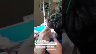 Sindrome brachicefalica nel bouledogue francese [upl. by Lauro527]