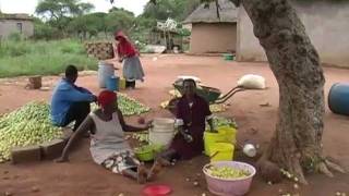 Marula Harvest  Limpopo  South Africa [upl. by Dinse]