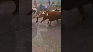 💥 Encierro en Génave Jaén 📹 raulurizzz [upl. by Oiredised]