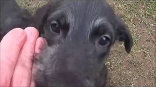 Scottish Deerhound WelpenPuppies [upl. by Okorih]