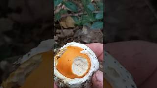 Piccolo ovologrande soddisfazione  Funghi 2024 nature relaxingmusic adventure mushroom [upl. by Cogen]