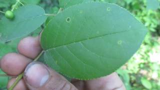 Tree ID Chokecherry [upl. by Malliw304]