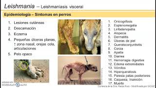 Leishmaniasis visceral  Epidemiología [upl. by Kciredorb]