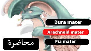 Cerebral meninges and cerebrospinal fluid C S F شرح [upl. by Loredana]