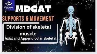 Division of Human skeleton  Axial Skeleton  Appendicular Skeleton [upl. by Seroled]