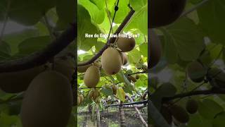 New technique for growing kiwi plant kiwi kiwigreen farming viral garden shorts [upl. by Oruasi573]