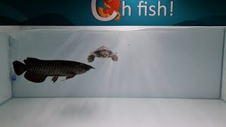 Rarest Black Arowana amp Fly River Turtle at Oh Fish Aquarium Shop [upl. by Vladamar]