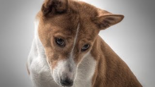 Basenji Dog Training FreeMini Course [upl. by Haney]