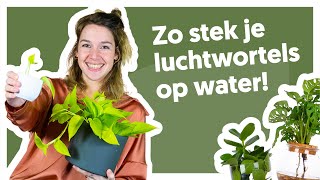 Luchtwortels stekken Zo doe je dat🌱  De Stamgasten [upl. by Smalley]