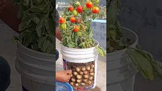 ये कैसे किया 😱 TomatoPotatoPomato shorts ytshorts lifehackes viral shortsfeed [upl. by Lletram]