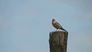 Éneklő mezei pacsirta Alauda arvensis   Pipit [upl. by Dlonyer]