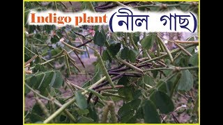 NEEL GACH নীল গাছ  indigo plant [upl. by Leahcimnhoj]