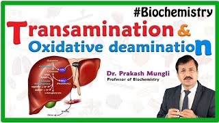 Transamination and oxidative deamination Animation  Biochemistry by Dr Prakash Mungli [upl. by Uyerta]