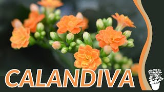 CALANDIVA Information and Grow Tips Kalanchoe blossfeldiana [upl. by Eniluap]