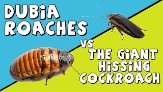 Dubia Roaches VS the Giant Hissing Cockroaches [upl. by Mirna]