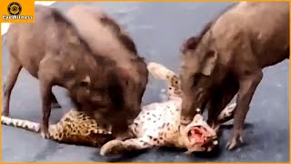 Incredible  Warthogs Fierce Revenge For Leopard For Daring To Attack Baby Warthog  Animal World [upl. by Astrix]