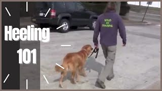 Heeling 101 How To Dog Training  Solid K9 Training [upl. by Inatirb902]