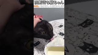 猫のおもしろ動画にツッコミどころ満載なアフレコしてみた＃151【油断】【ハプニング映像】shorts アフレコ 面白動画 [upl. by Hanna]