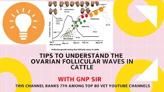 Understanding follicular waves in cattle [upl. by Ellan762]