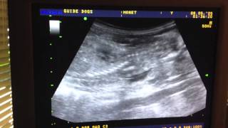 Pregnancy Ultrasound at Guide Dogs for the Blind [upl. by Crandale]