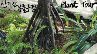 PlantTour한국에는 없는 식물들🇺🇸미국 식물원에 다 모아놨네 United States Botanic Garden [upl. by Edieh]