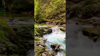 Following the River Path nature naturelovers travel explore naturebeauty river forest shorts [upl. by Stelu454]