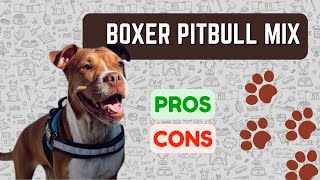 Boxer Pitbull Mix Bullboxer Pit PROS amp CONS [upl. by Bencion]