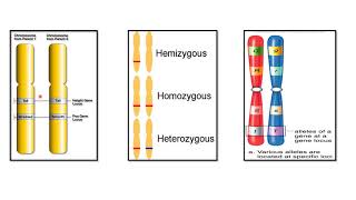 ALLELES  CODOMINANT ALLELES  EXAMPLES [upl. by Aeneg109]