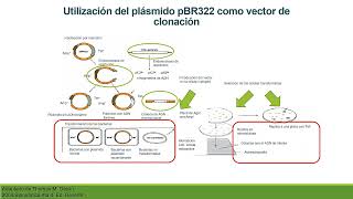 Recombinación Artificial Ingeniería Genética Parte 2 [upl. by Maleeny662]