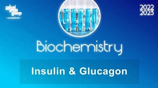 L4 Insulin and Glucagon Biochemistry [upl. by Kall]