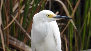 Aigrette neigeuse [upl. by Arney403]