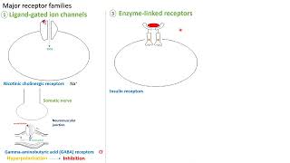 Enzyme linked receptors  in Arabic  بالعربي [upl. by Eppesiug]