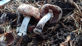 Agaricus sylvaticus amp Agaricus sylvicola 1 Οκτωβρίου 2023 [upl. by Damaris]