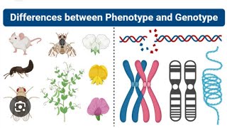 WHAT IS GENOTYPEampPHENOTYPE WHAT IS GENETIC Transmission [upl. by Airemaj]