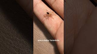 New pet Tarantula 🕸️🥰 pets insects spider animals wildlife [upl. by Micheil]