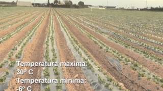 Colección audiovisual sobre Horticultura LECHUGA [upl. by Thurber596]