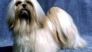 Lhasa Apso [upl. by Rehportsirhc548]