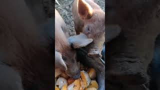 Butternutted Piglets 🐷🎃  frenchie in africa 4  A Life adventure [upl. by Ylecic]