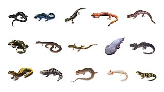 Types Of Salamanders  Learn Salamanders Amphibians In English Language [upl. by Francois910]