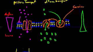 Membranen und Phänomene 02  passiver und aktiver Transport [upl. by Ydnac]