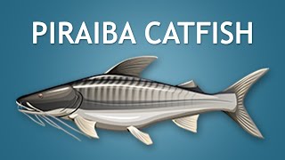 Elltharis  PIRAIBA CATFISH 5★ [upl. by Beghtol]