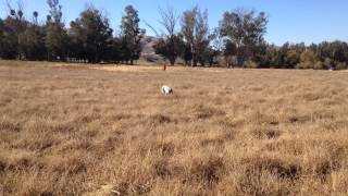 Our Braque DAuvergne puppy pheasant hunt training [upl. by Cathleen]