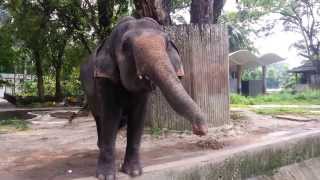 01Zoo Negara Hulu Klang bmy 25Nov2013 131837 [upl. by Burty]