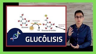 Respiracion Celular ⚡️ GLUCOLISIS PASO A PASO FACIL Reacciones Enzimaticas 🧪BIOQUIMICA🧪005 [upl. by Robertson562]