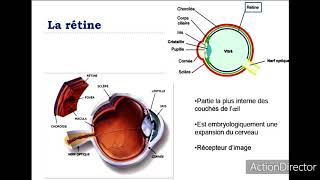 Anatomie et physiologie de loeil [upl. by Riesman449]