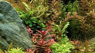 quotNew Landquot Aquascape [upl. by Doubler]