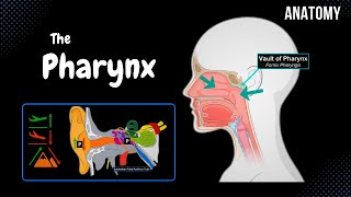 Pharynx Anatomy Parts Layers Muscles [upl. by Lothar]