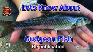 Gudgeon Fish  Fish Documentary [upl. by Naida337]